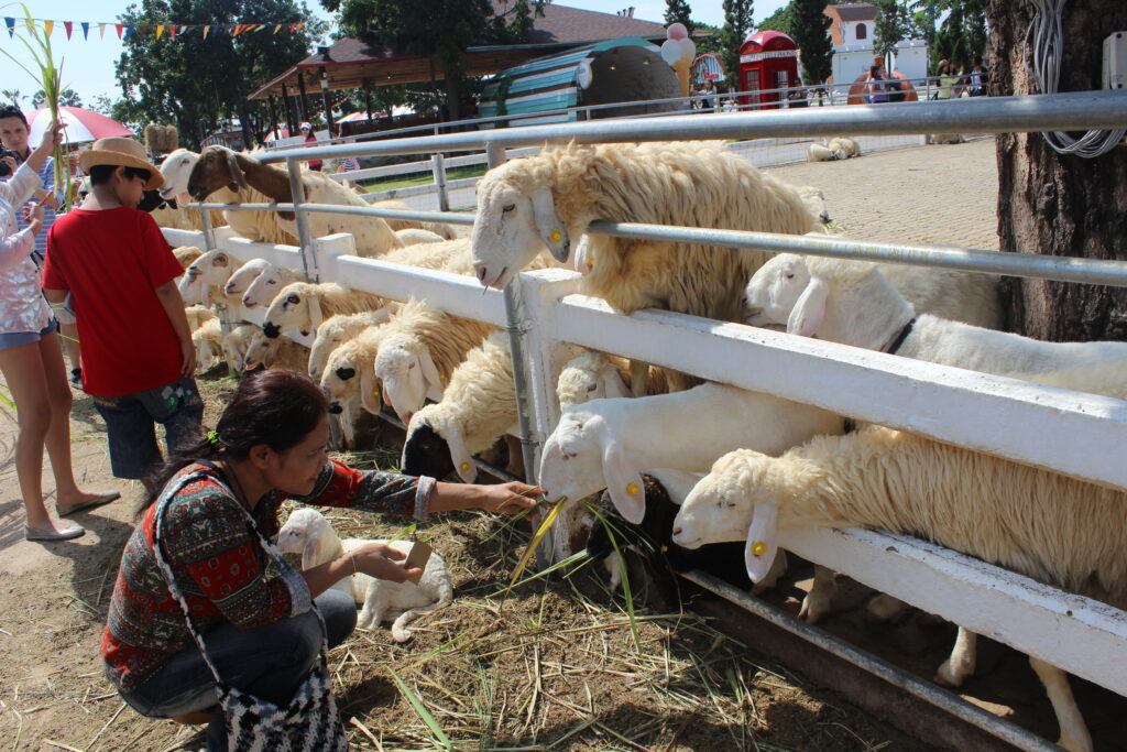 หัวหิน 2 วัน 1 คืน, Soda Tour โซดาทัวร์,