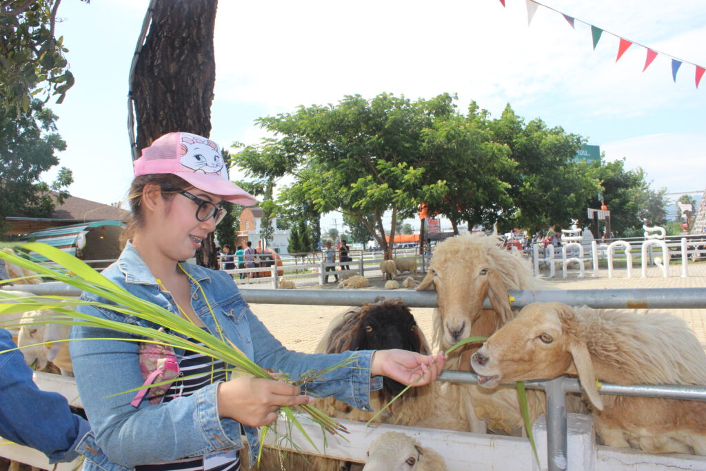 หัวหิน 2 วัน 1 คืน, Soda Tour โซดาทัวร์,