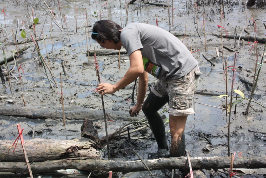 ปลูกป่าชายเลน, Soda Tour โซดาทัวร์,