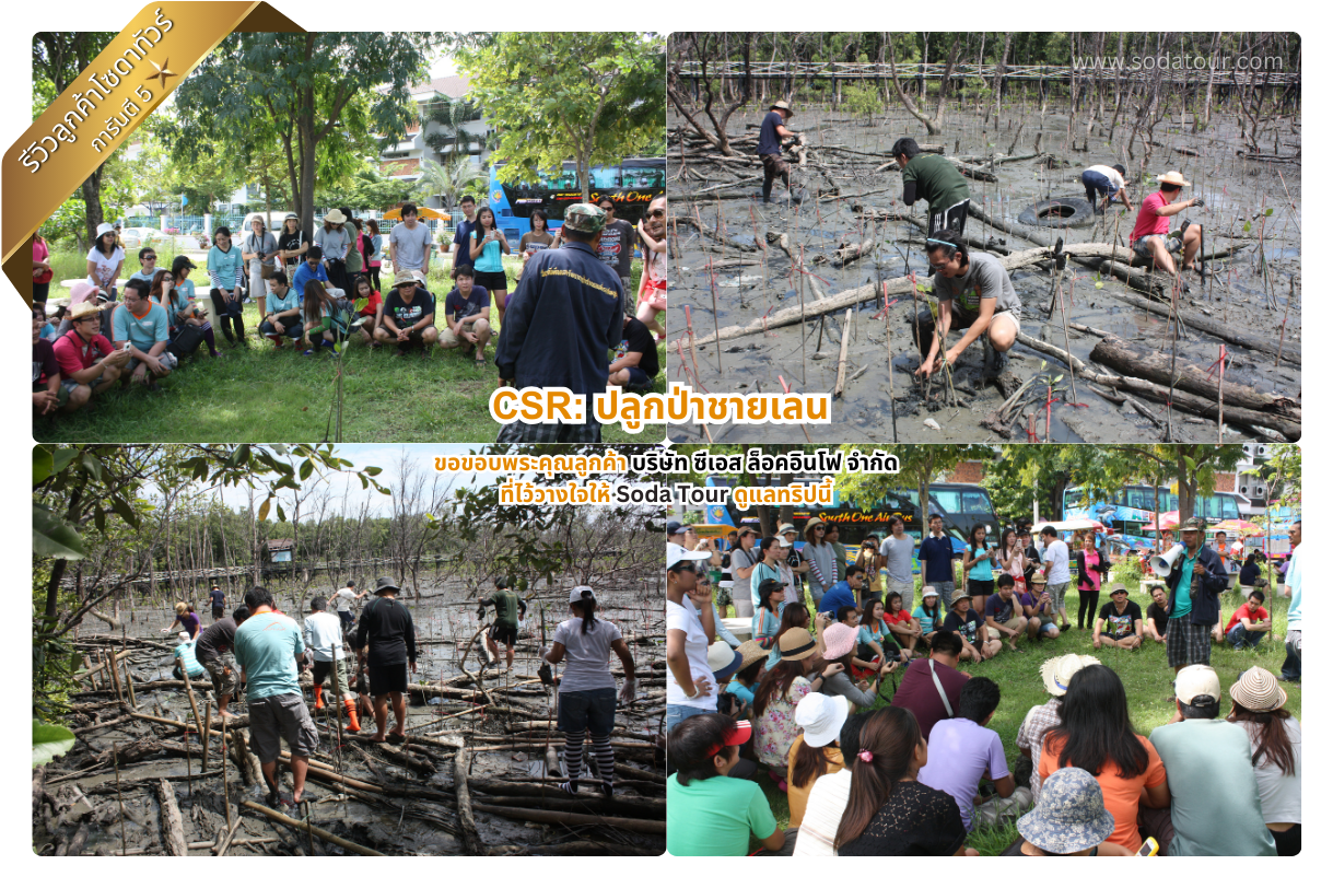 ปลูกป่าชายเลน