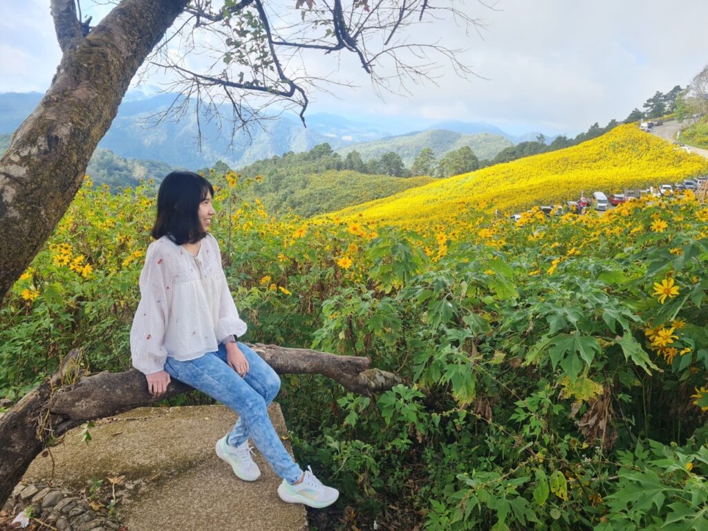 ทัวร์เทศกาลทุ่งบัวตอง จอยทัวร์, Soda Tour โซดาทัวร์,