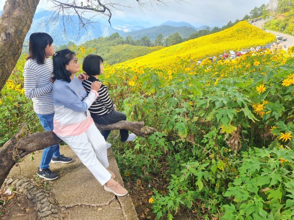 ทัวร์เทศกาลทุ่งบัวตอง จอยทัวร์, Soda Tour โซดาทัวร์,