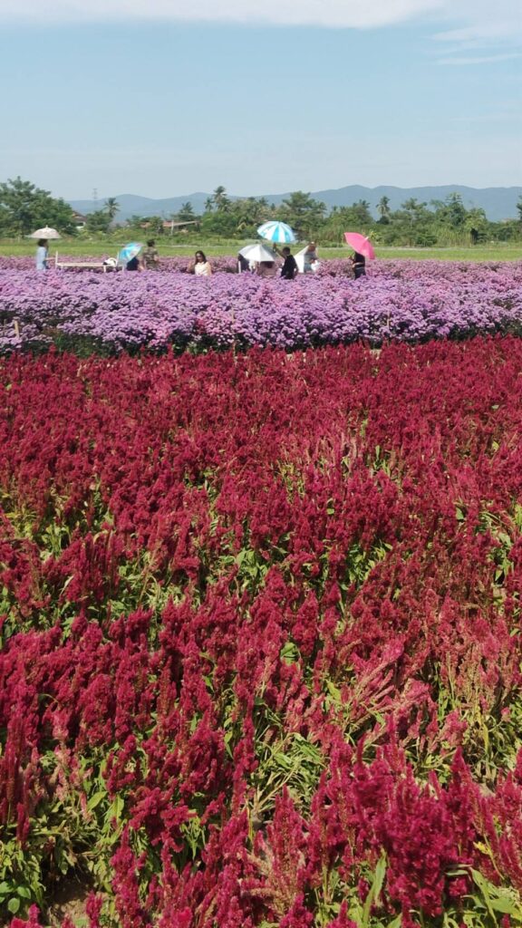 ทัวร์ดอยอินทนนท์ บริษัท ซองเซน ฯ, Soda Tour โซดาทัวร์,