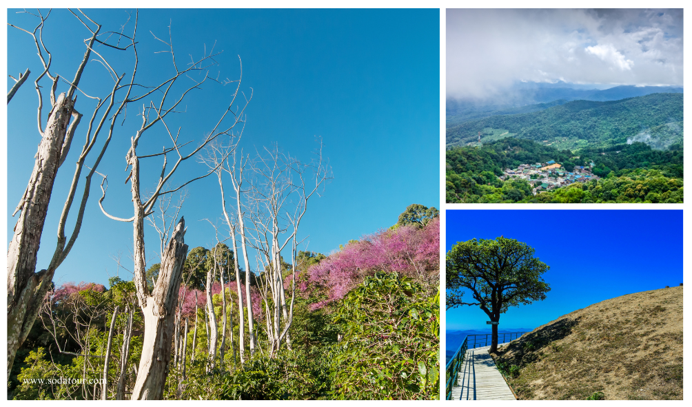 ดอยปุย, Soda Tour โซดาทัวร์,