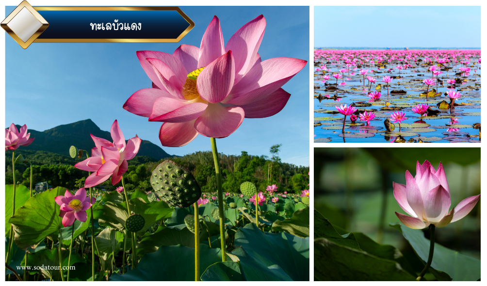พืชสวนโลก - อุดรธานี - บึงกาฬ 3 วัน 2 คืน, Soda Tour โซดาทัวร์, พืชสวนโลก